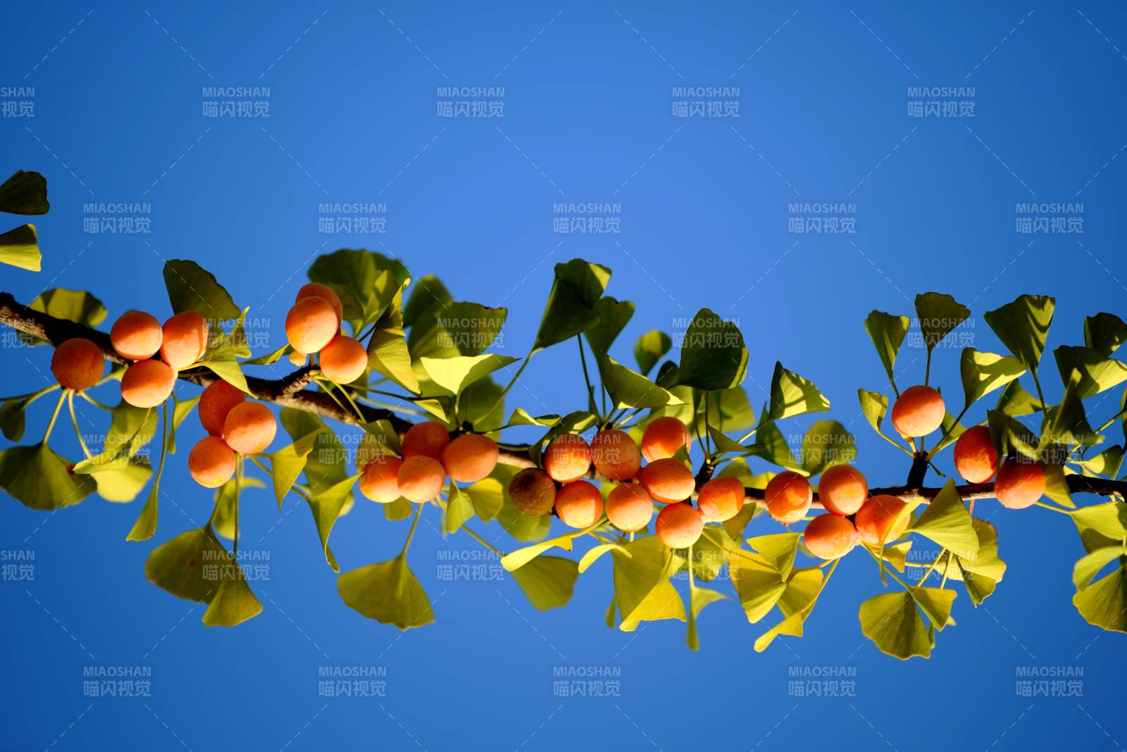 银杏果枝蓝天图片