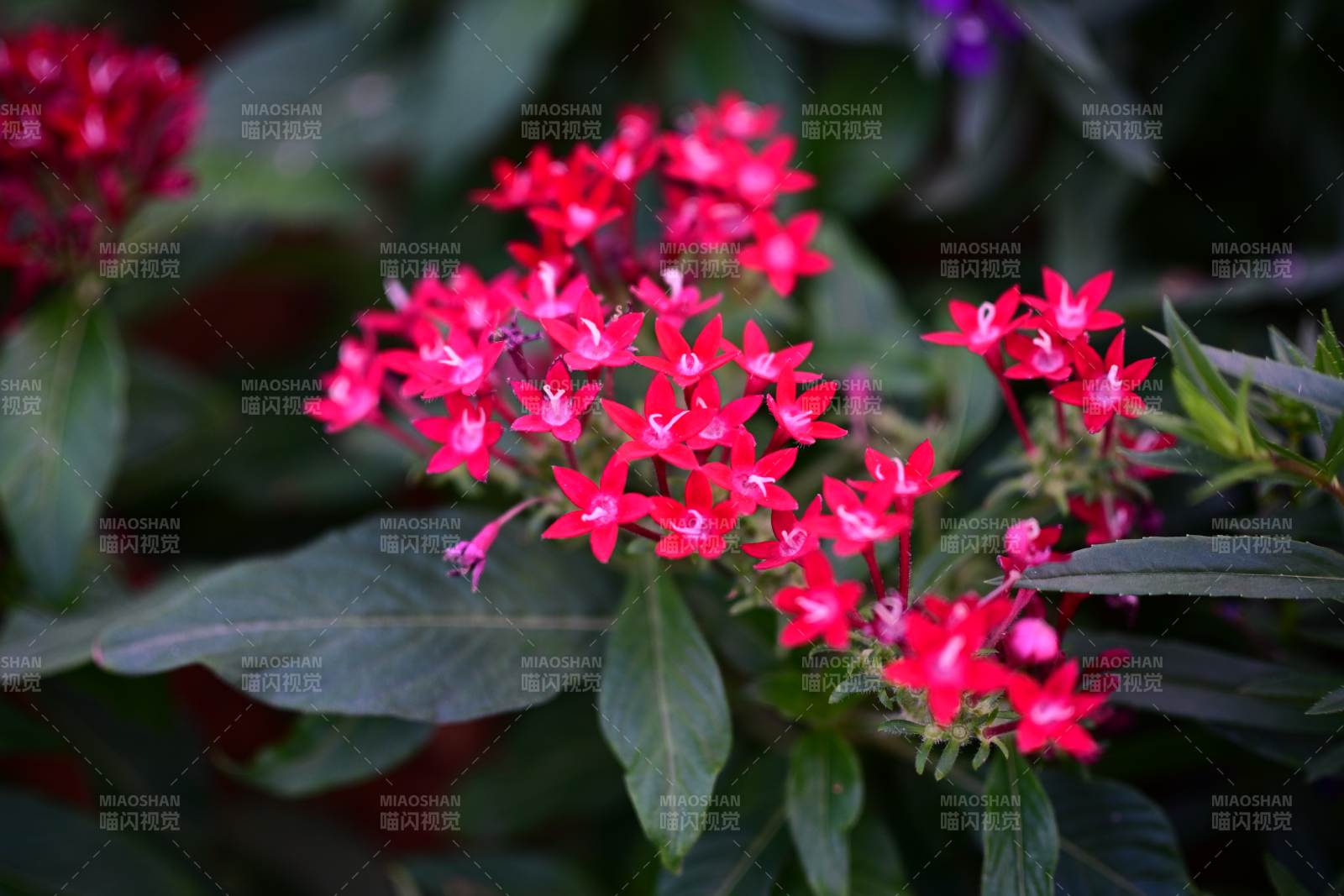 繁星花绽放图片