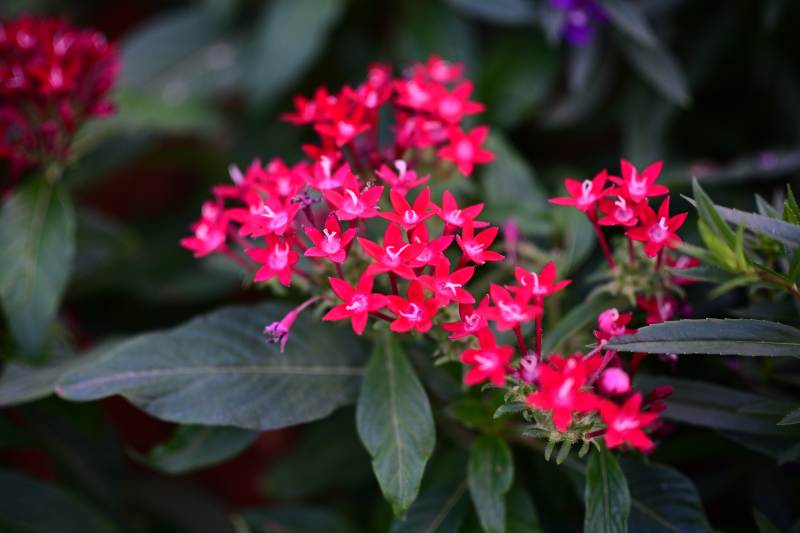 繁星花绽放图片