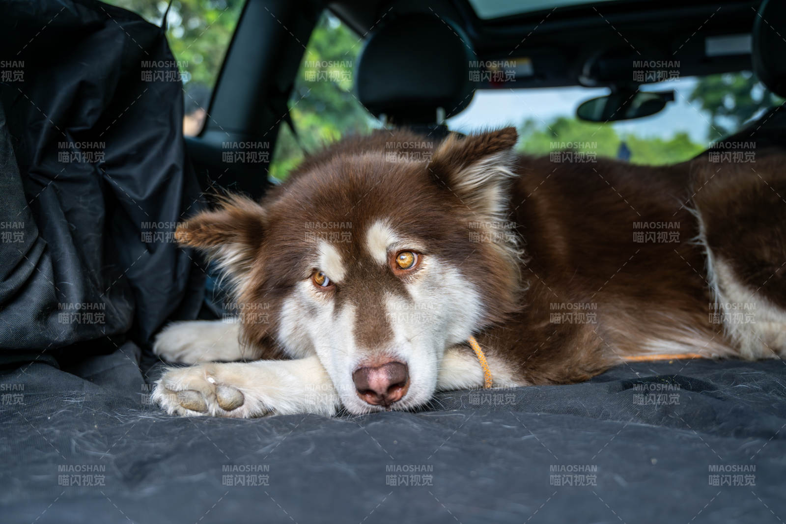 车中休憩的阿拉斯加雪橇犬图片