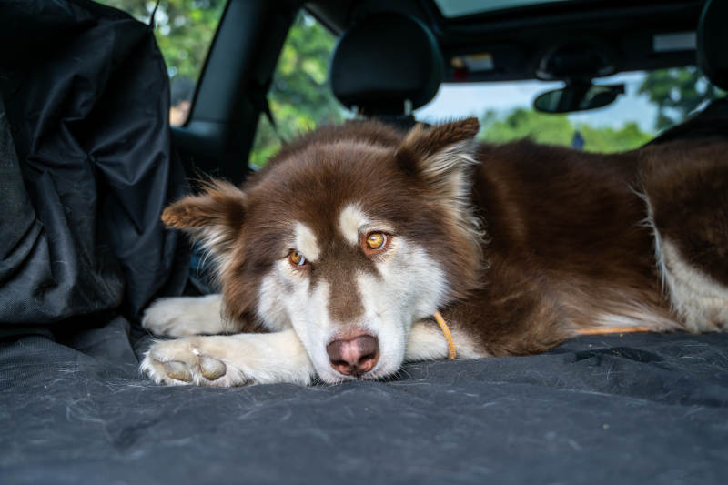 车中休憩的阿拉斯加雪橇犬图片