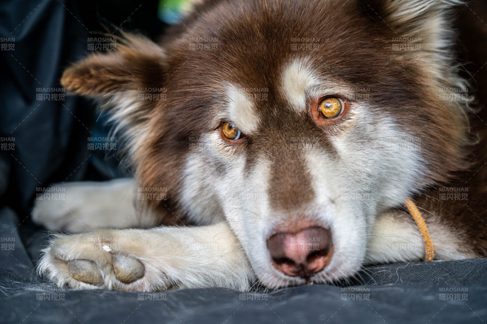 阿拉斯加犬静卧凝视图片