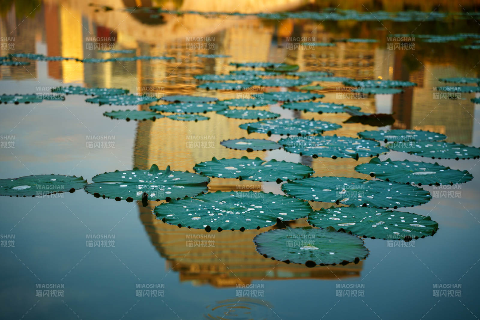 荷叶映水楼影图片