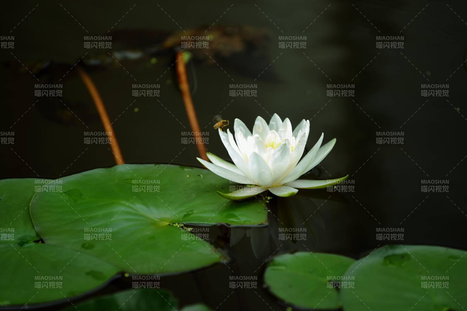 白莲静绽水中央图片