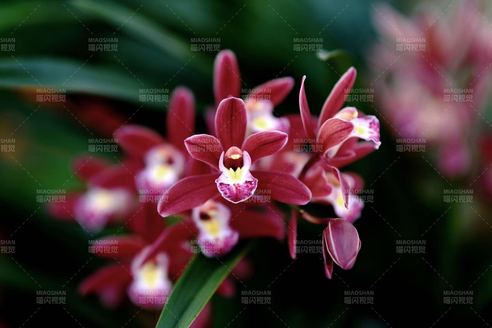 红花兰绽放图片