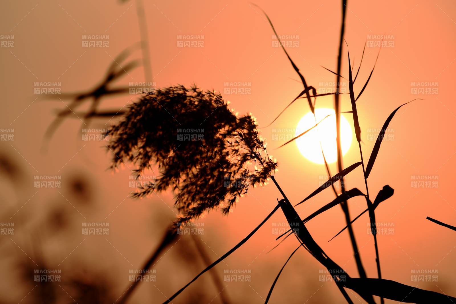夕阳芦苇剪影图片