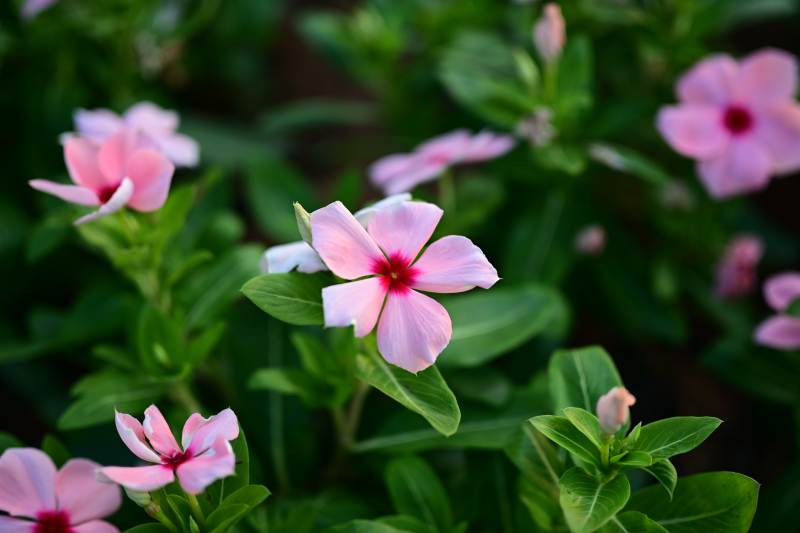 长春花绿叶相映成趣图片