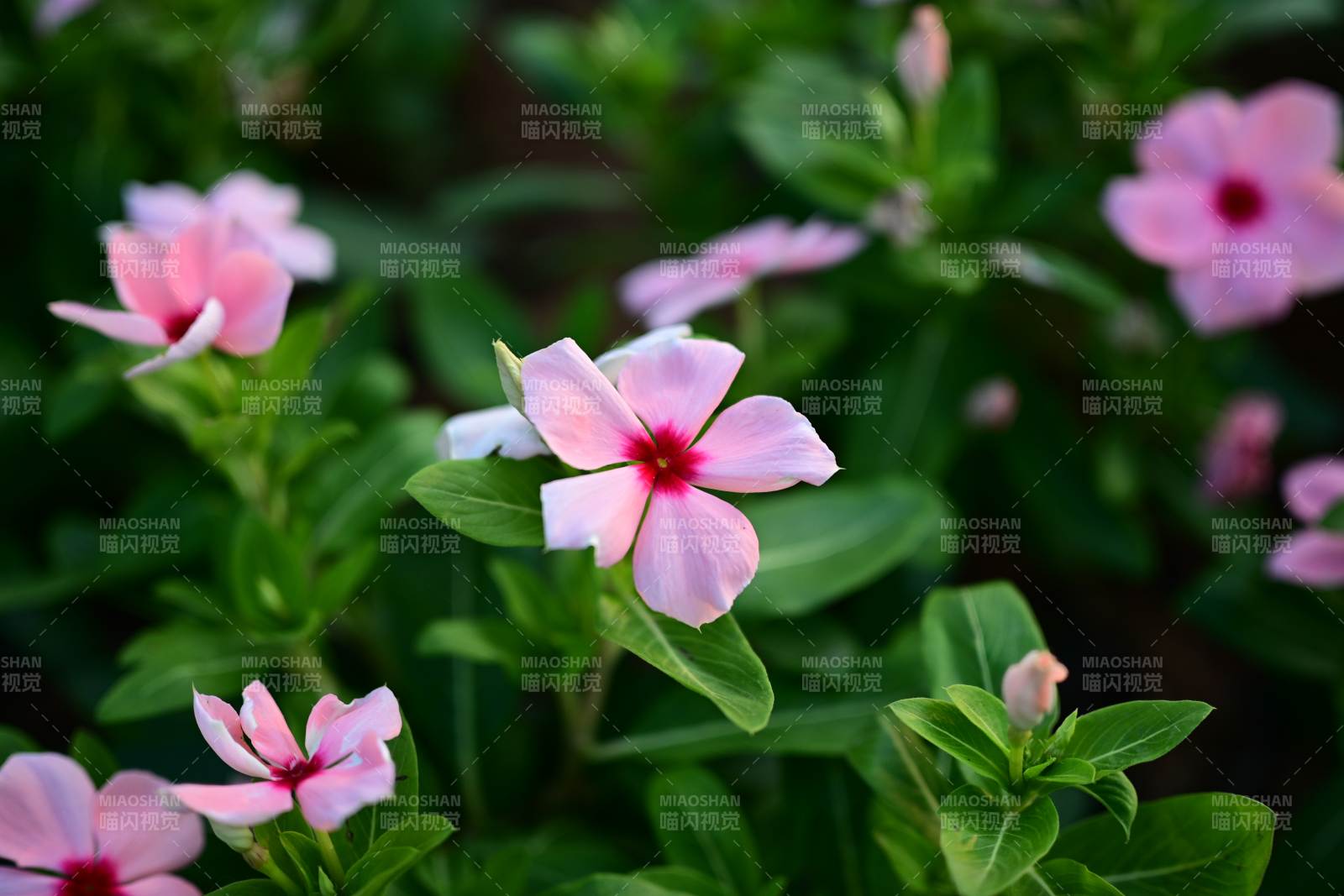 长春花绿叶相映成趣图片