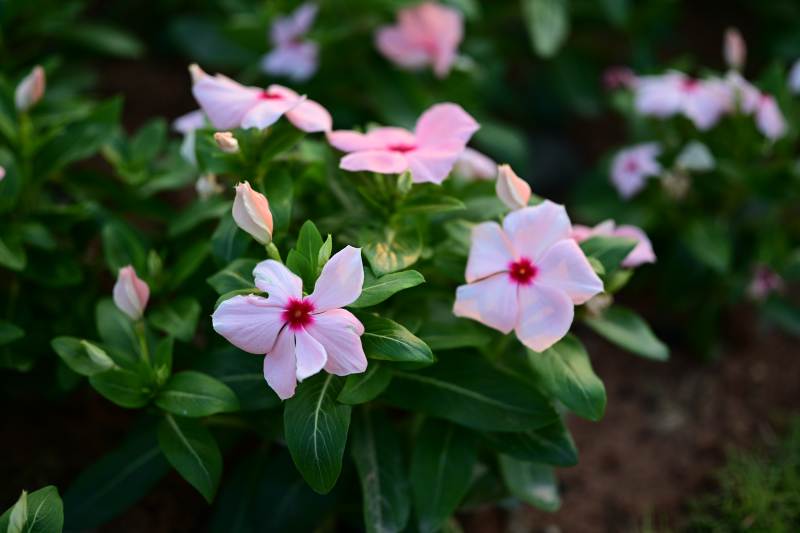 长春花绿叶映春光图片