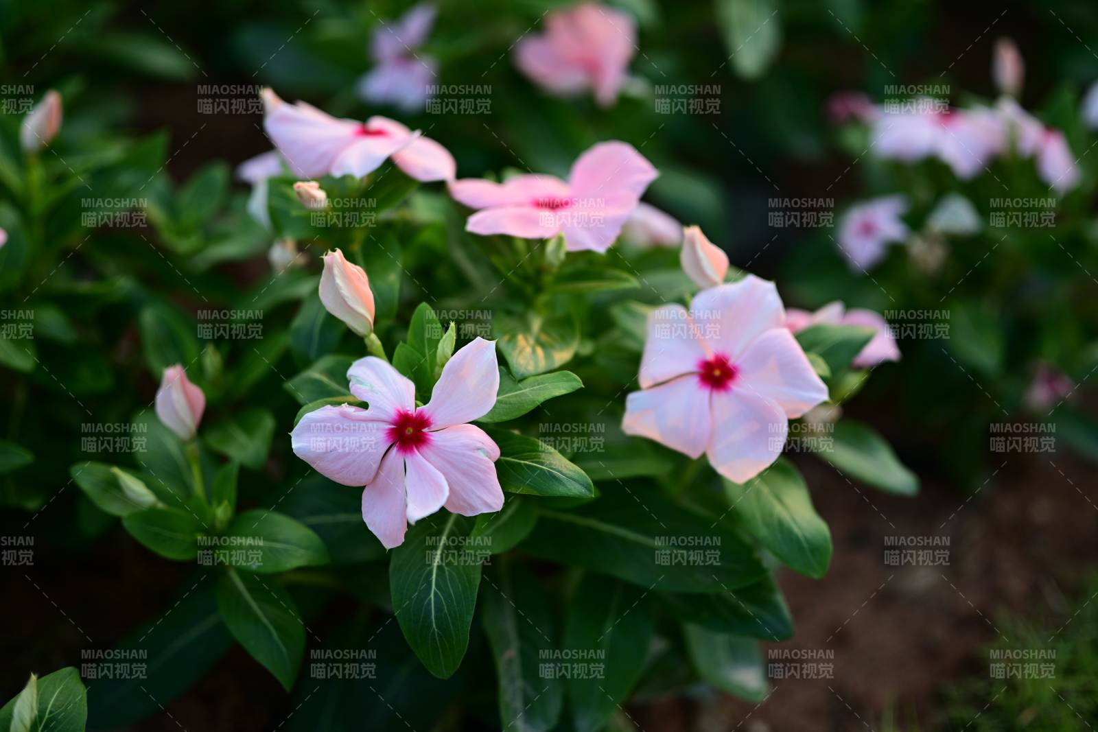 长春花绿叶映春光图片