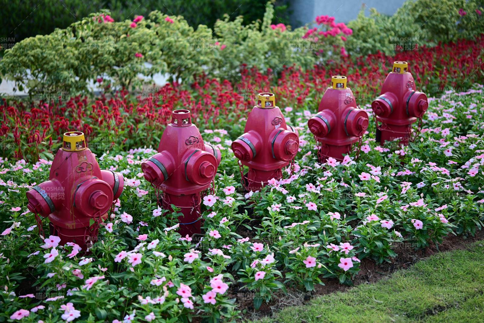 花丛中的红色消防栓图片