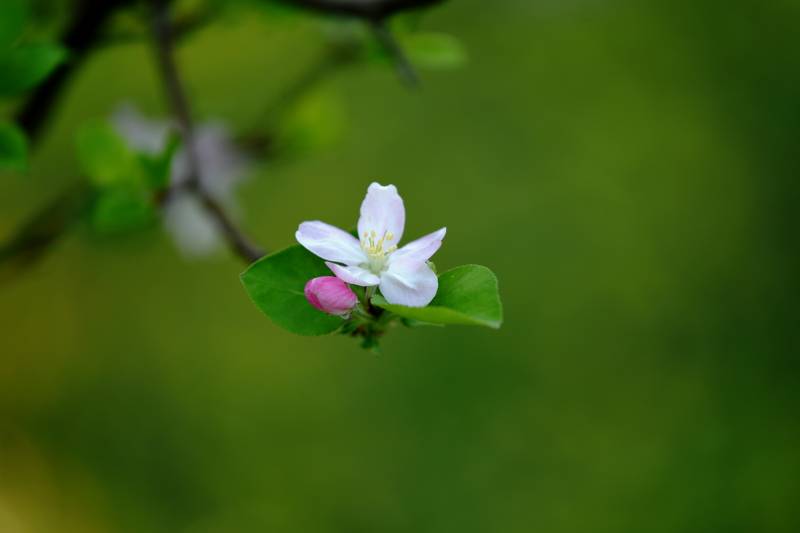 海棠花绽放枝头图片