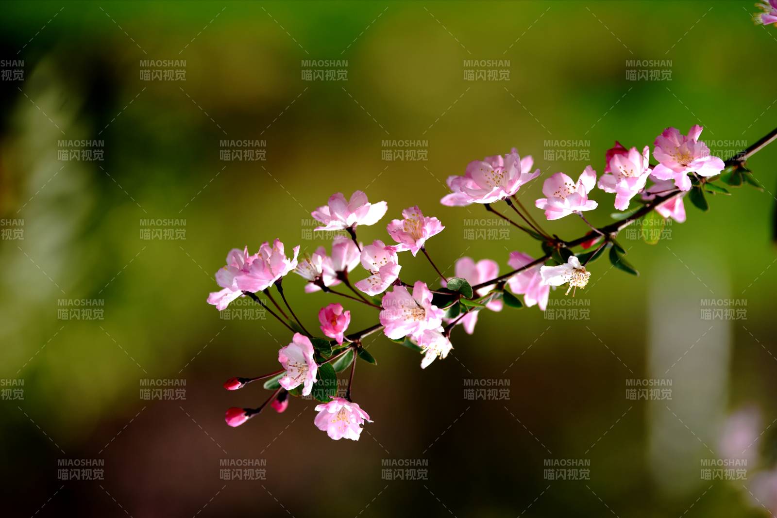 垂丝海棠绽放枝头图片