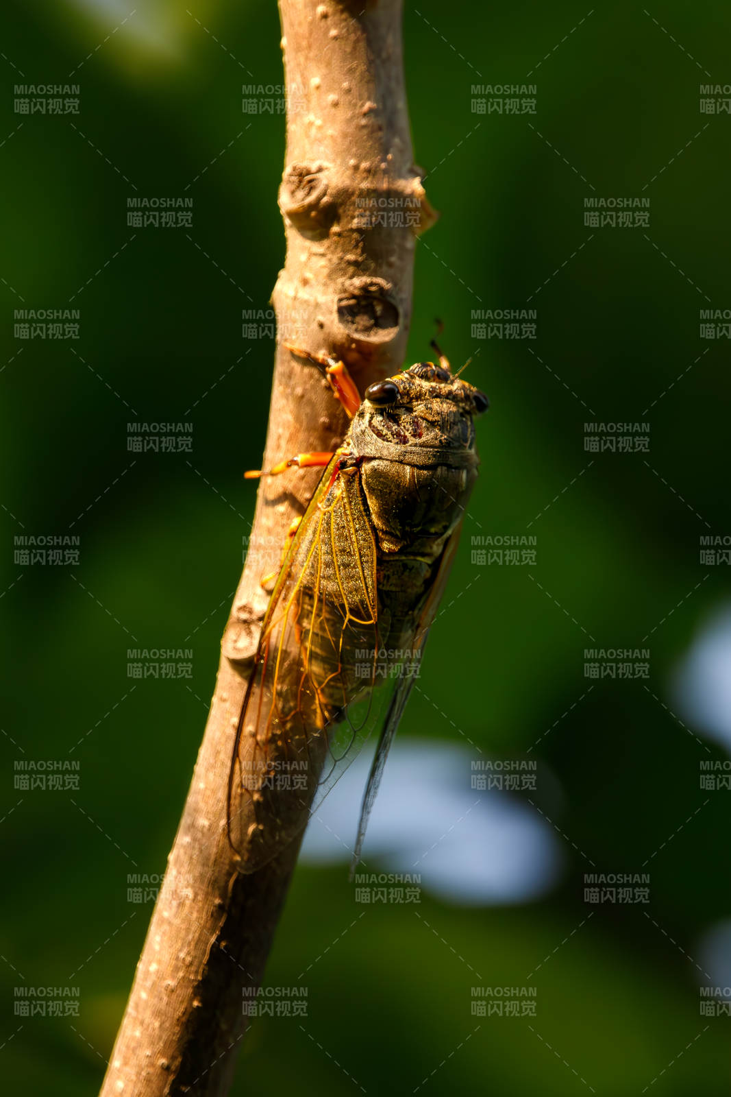 蝉栖枝头图片