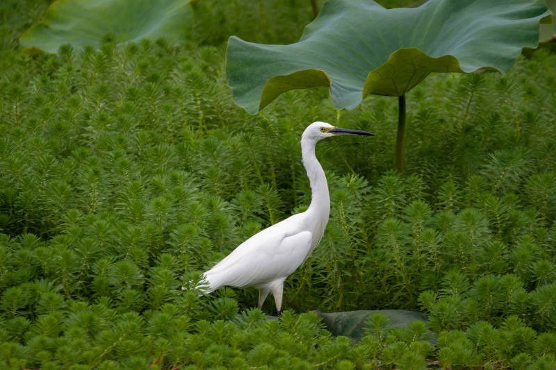 白鹭栖息绿植间图片