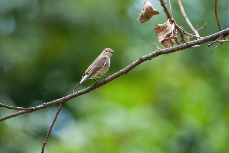 红喉姬鹟栖息枝头图片
