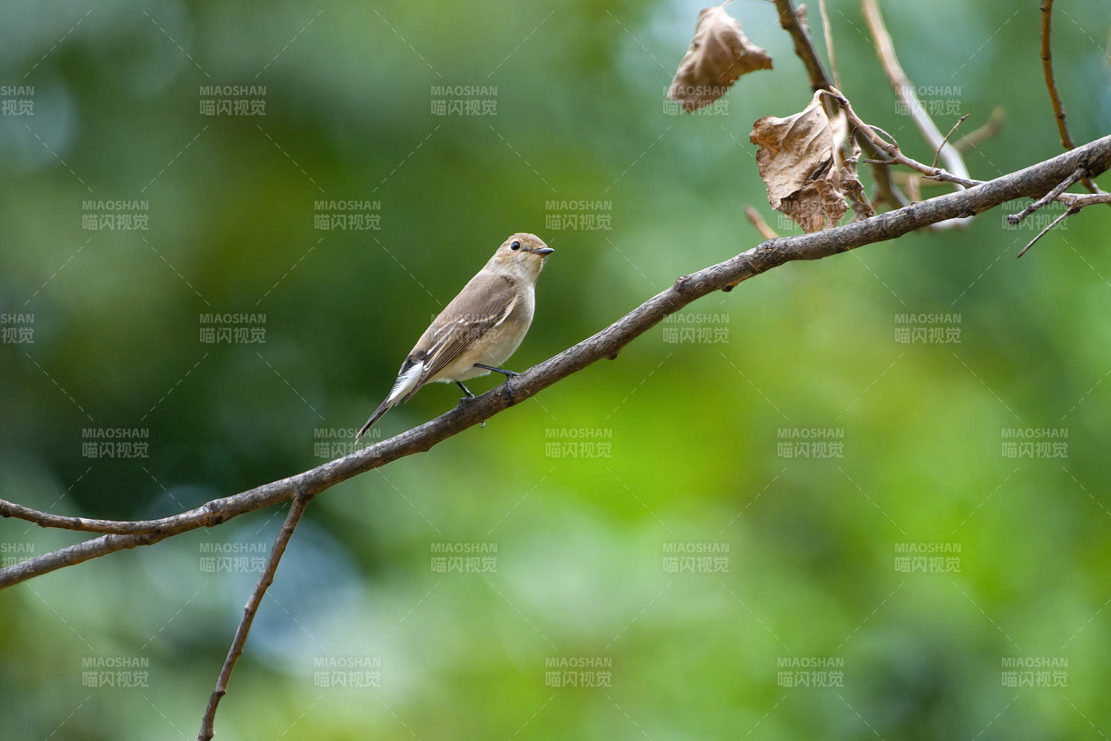 红喉姬鹟栖息枝头图片