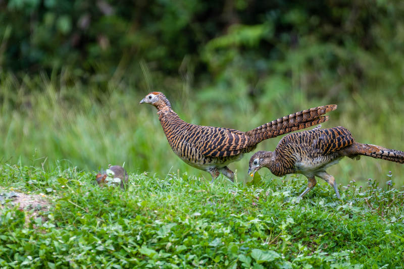 雉鸡觅食于绿野图片