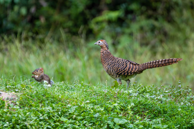 雉鸡与松鼠在草地上图片