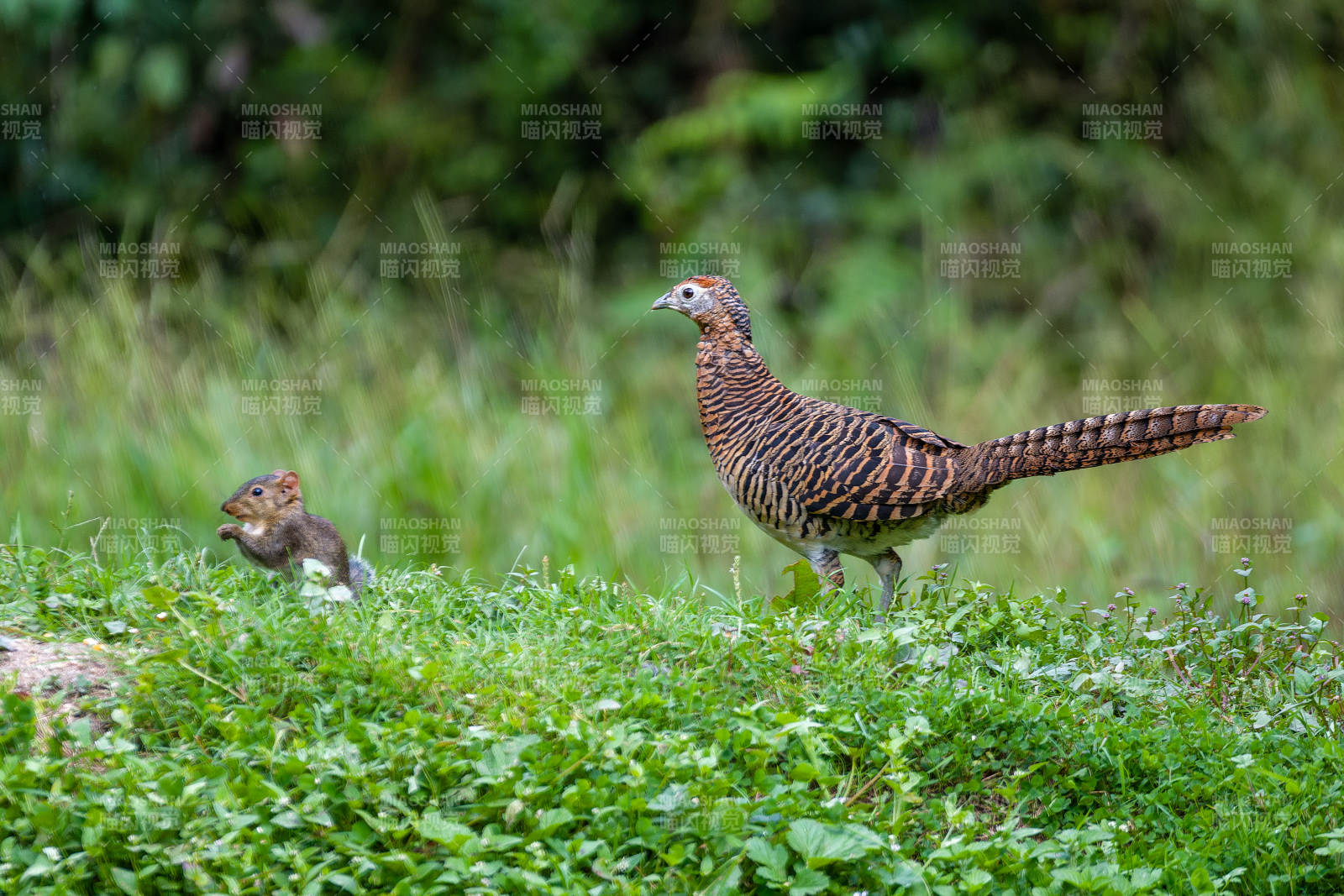 雉鸡与松鼠在草地上图片