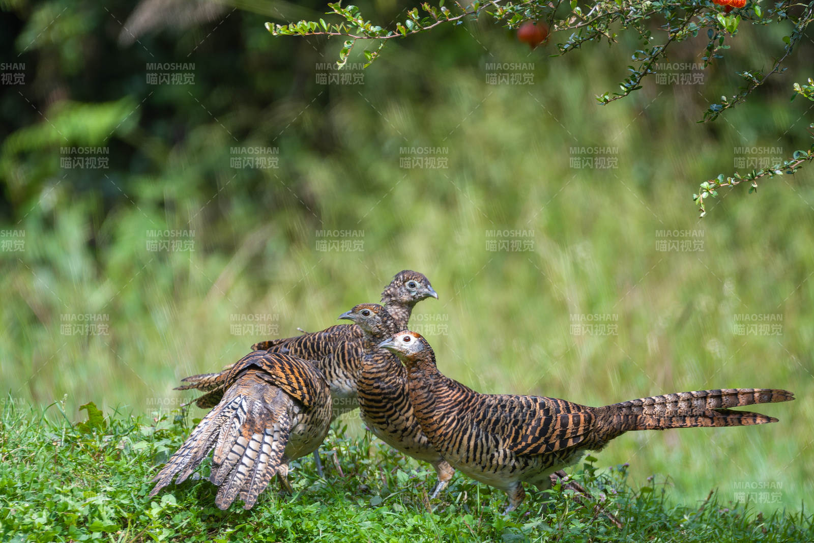 雉鸡在草地上觅食图片
