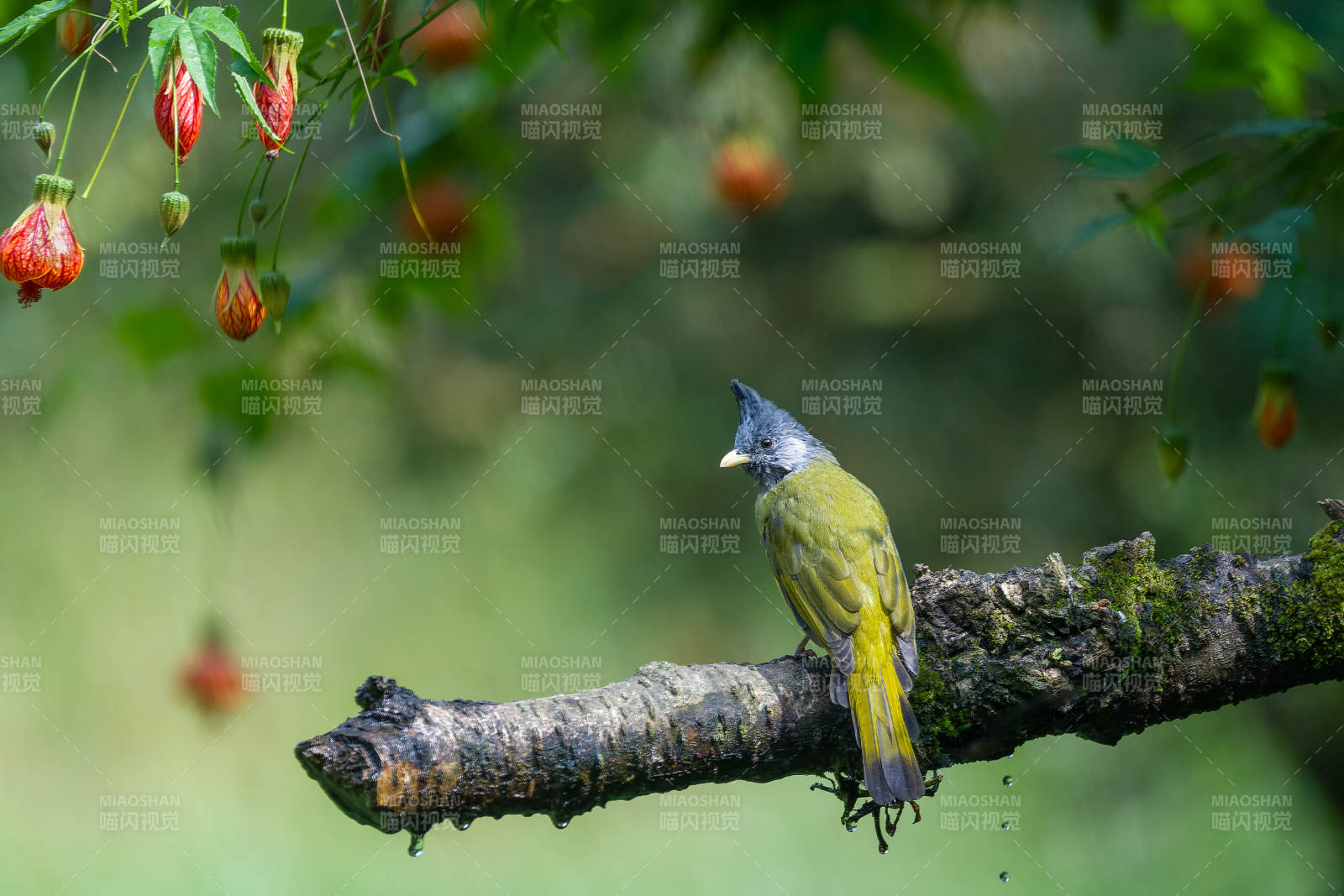 凤头鹎栖息枝头图片