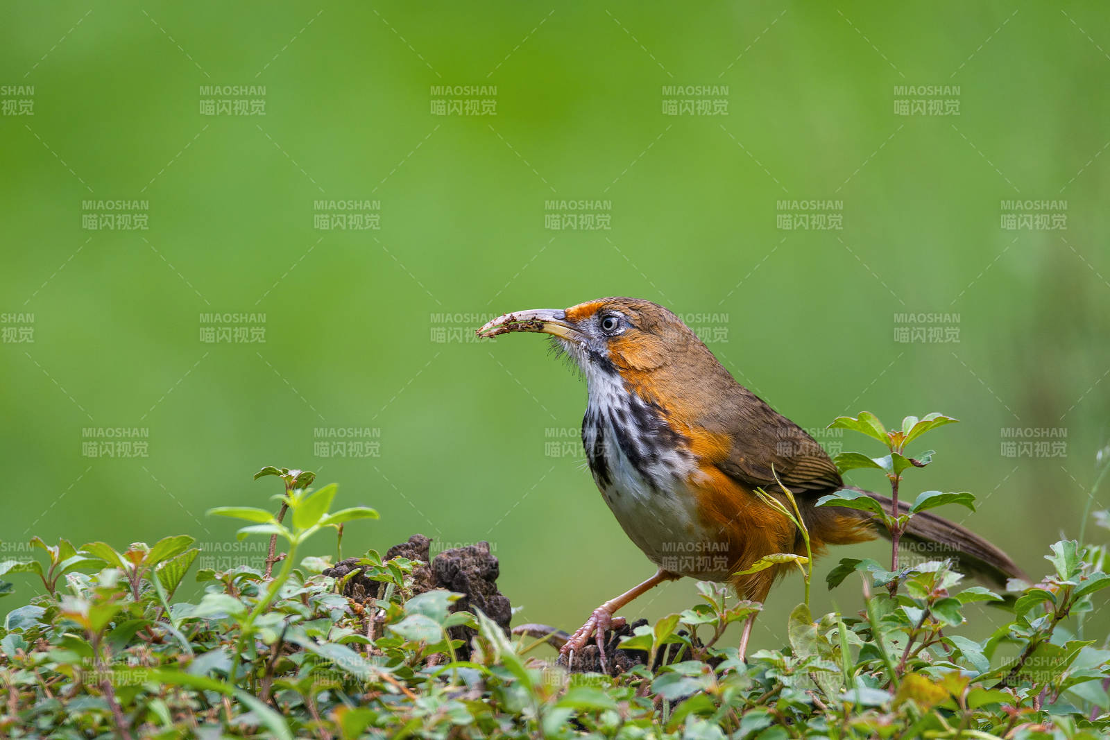 鸟衔虫 绿意盎然图片