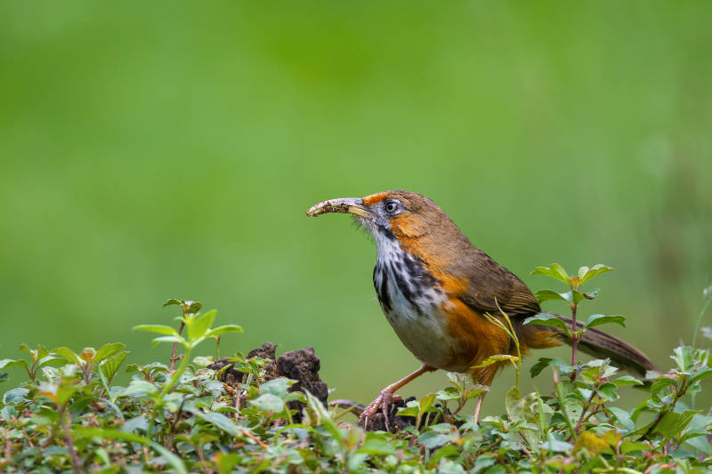 鸟衔虫 绿意盎然图片