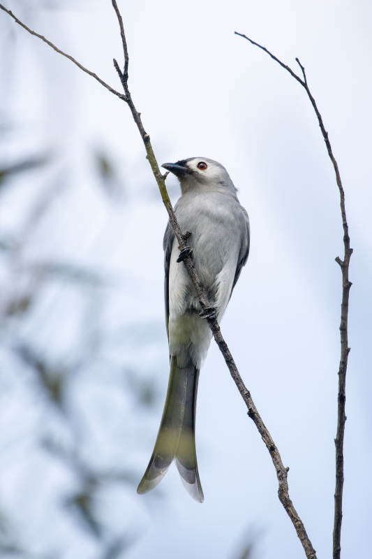 灰卷尾栖枝头图片