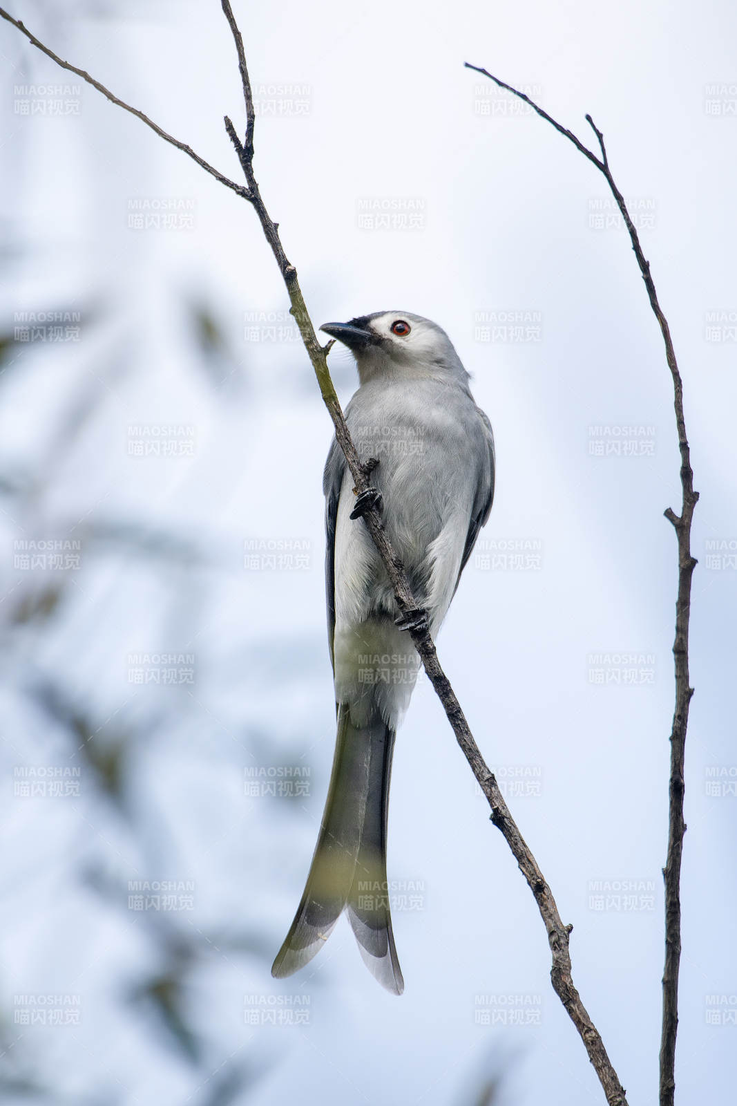 灰卷尾栖枝头图片