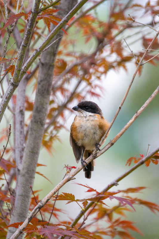秋日枝头棕背伯劳图片
