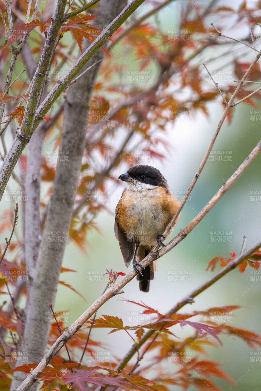 秋日枝头棕背伯劳图片