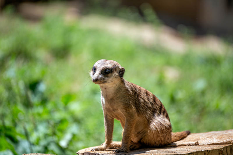 狐獴静坐树桩上图片