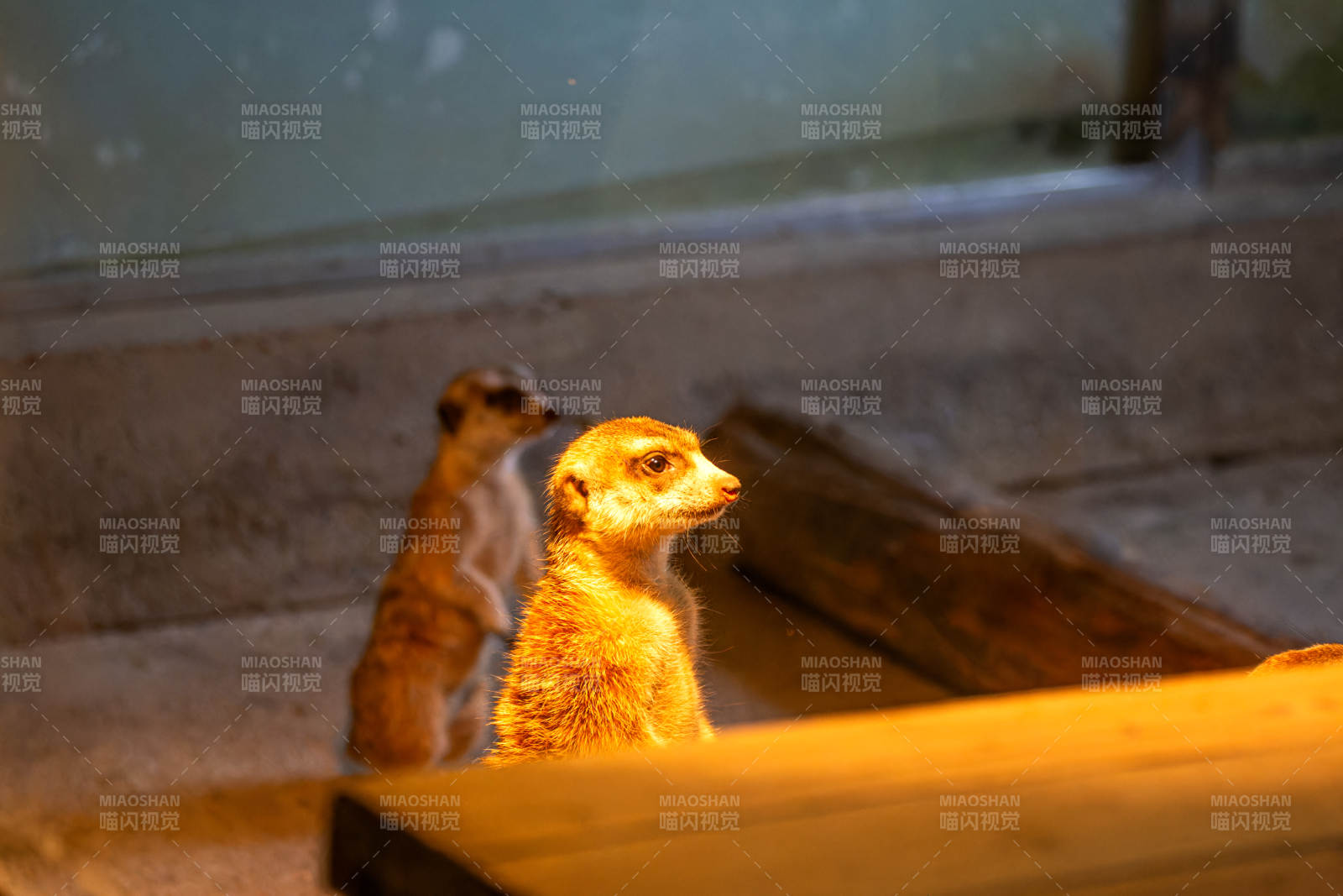 狐獴警觉观望图片