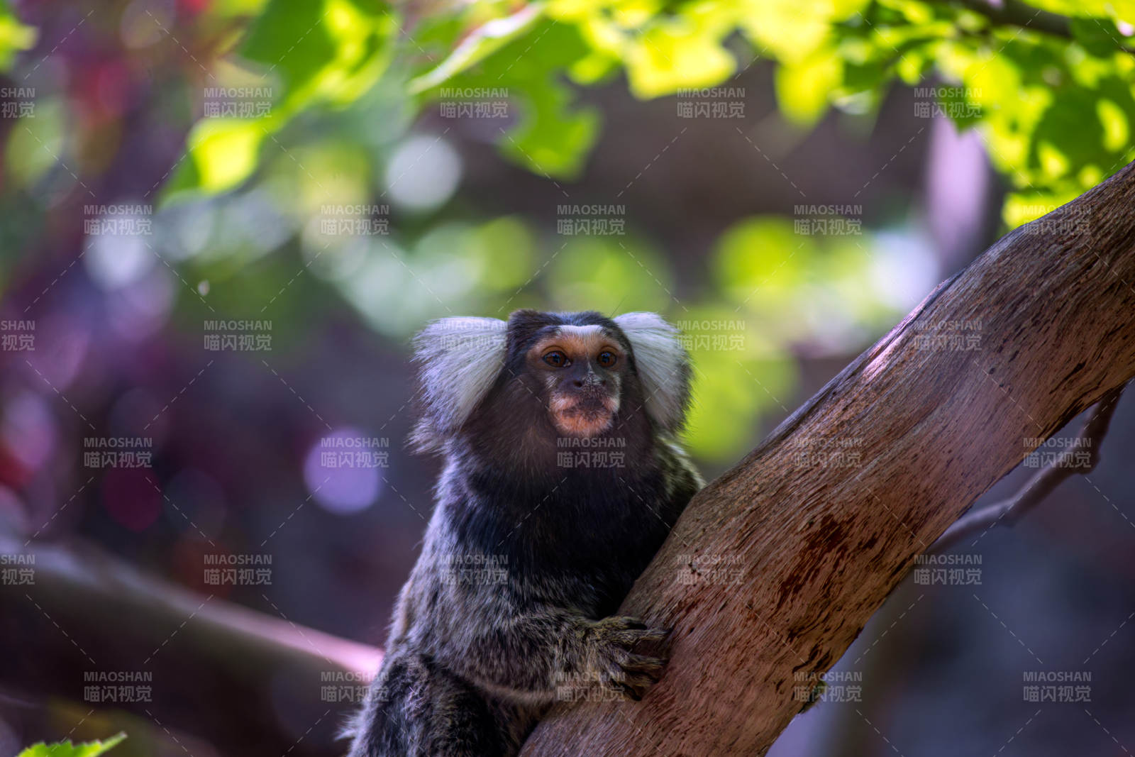 树上小猴静坐图片