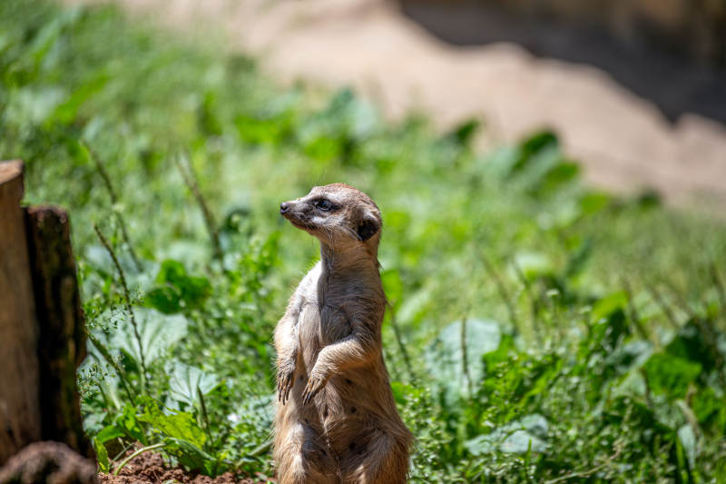 警觉的狐獴图片
