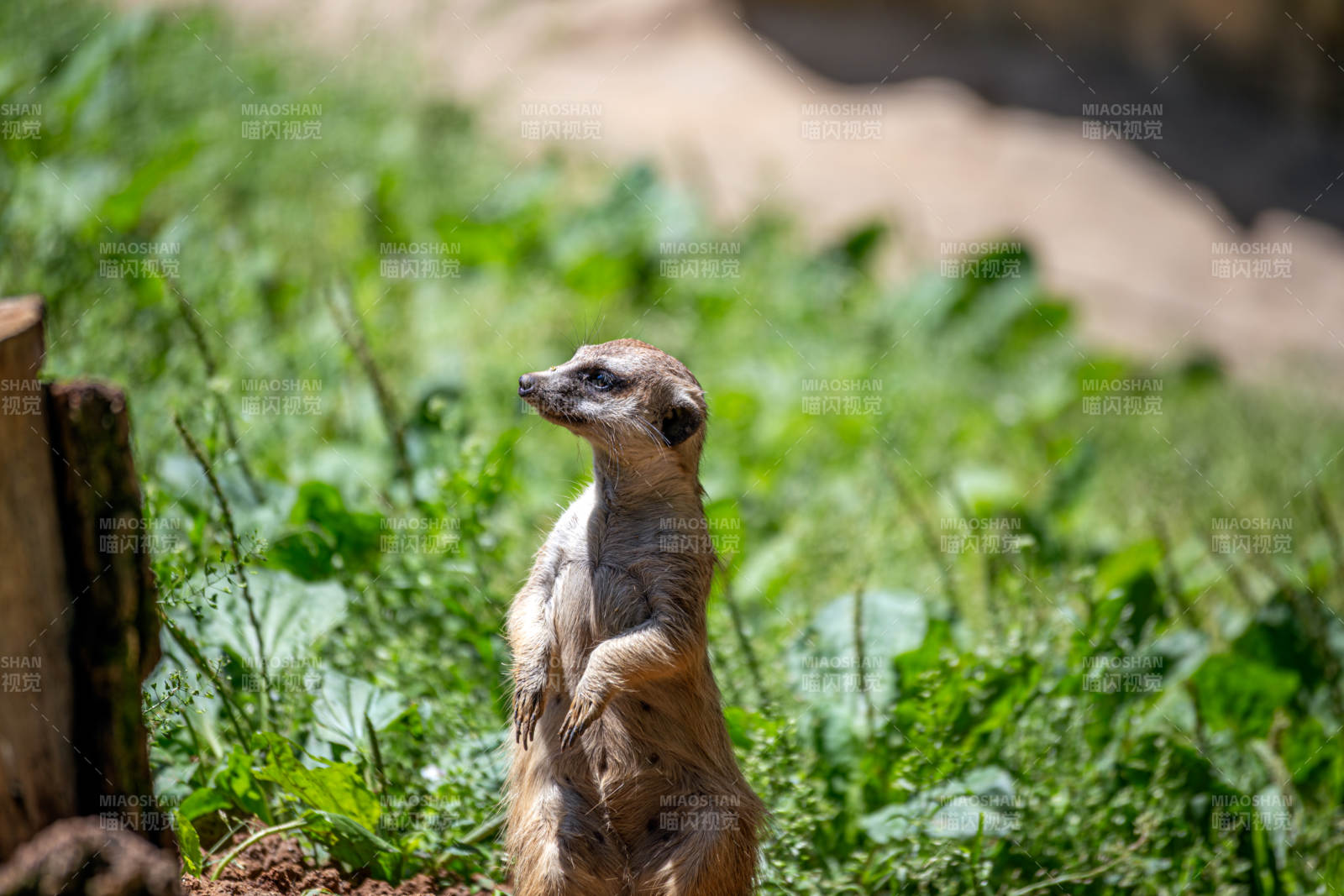 警觉的狐獴图片