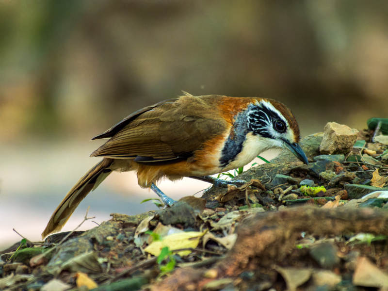 黑领噪鹛鸟觅食图片