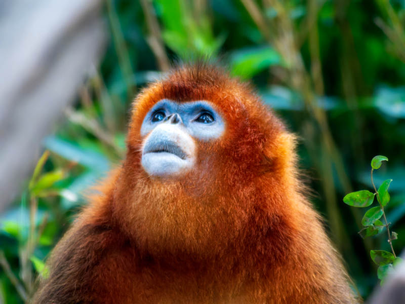 金丝猴凝望远方图片