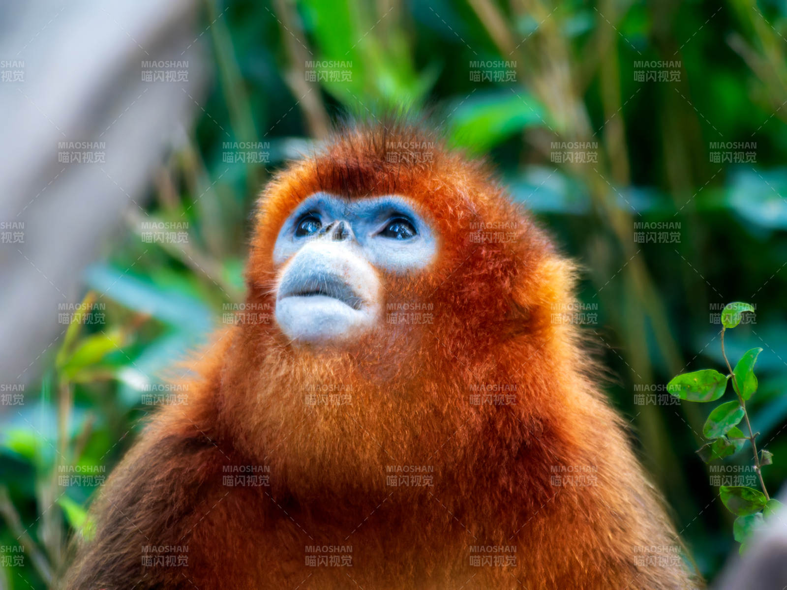 金丝猴凝望远方图片