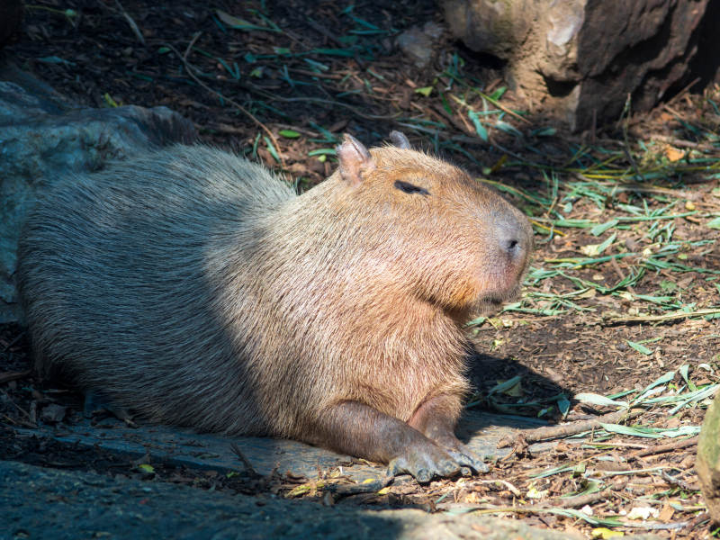 水豚静卧林间图片