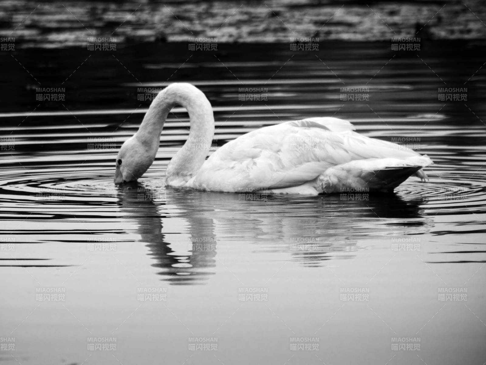 天鹅戏水图片