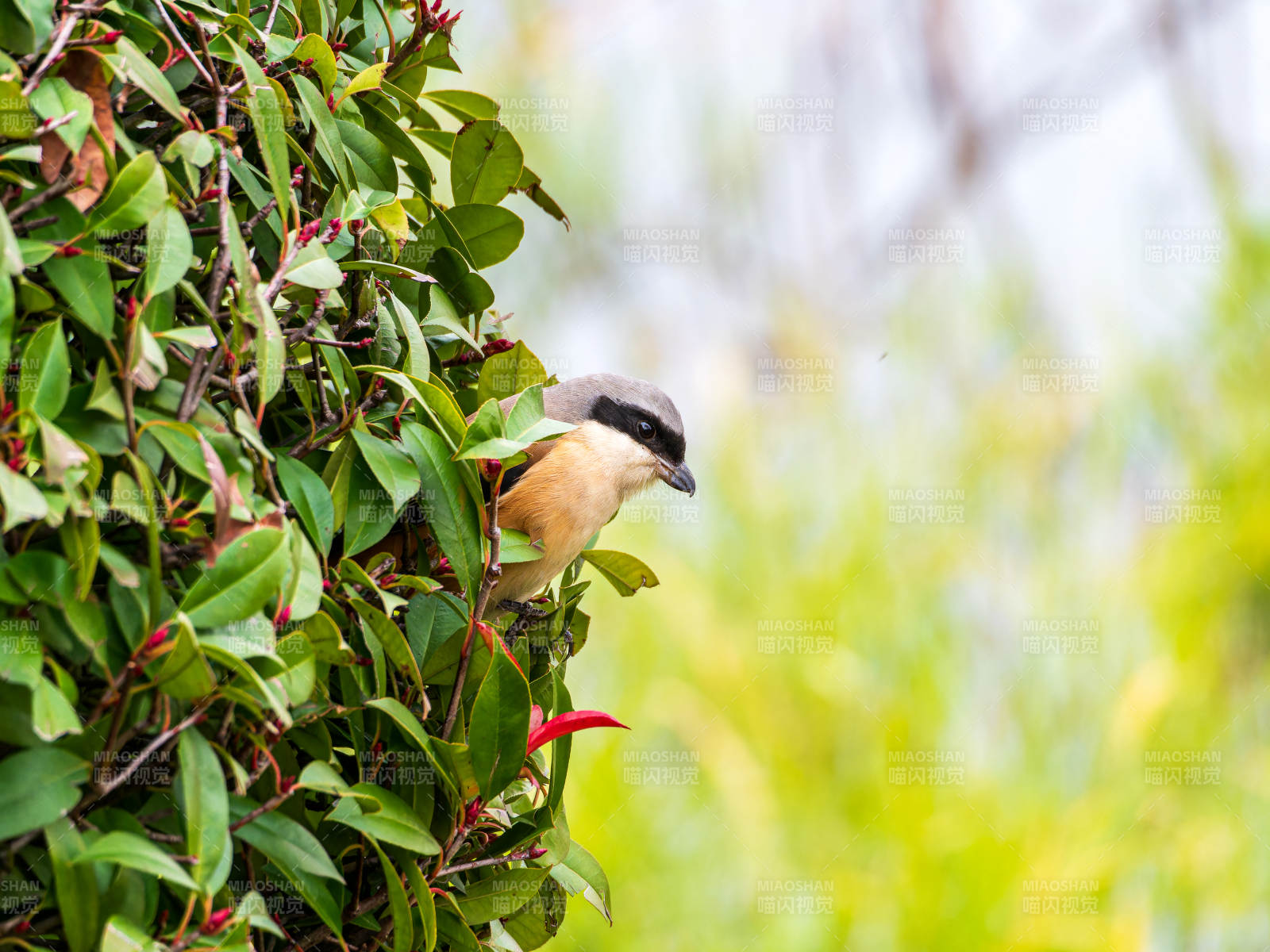 棕背伯劳栖绿叶丛中图片