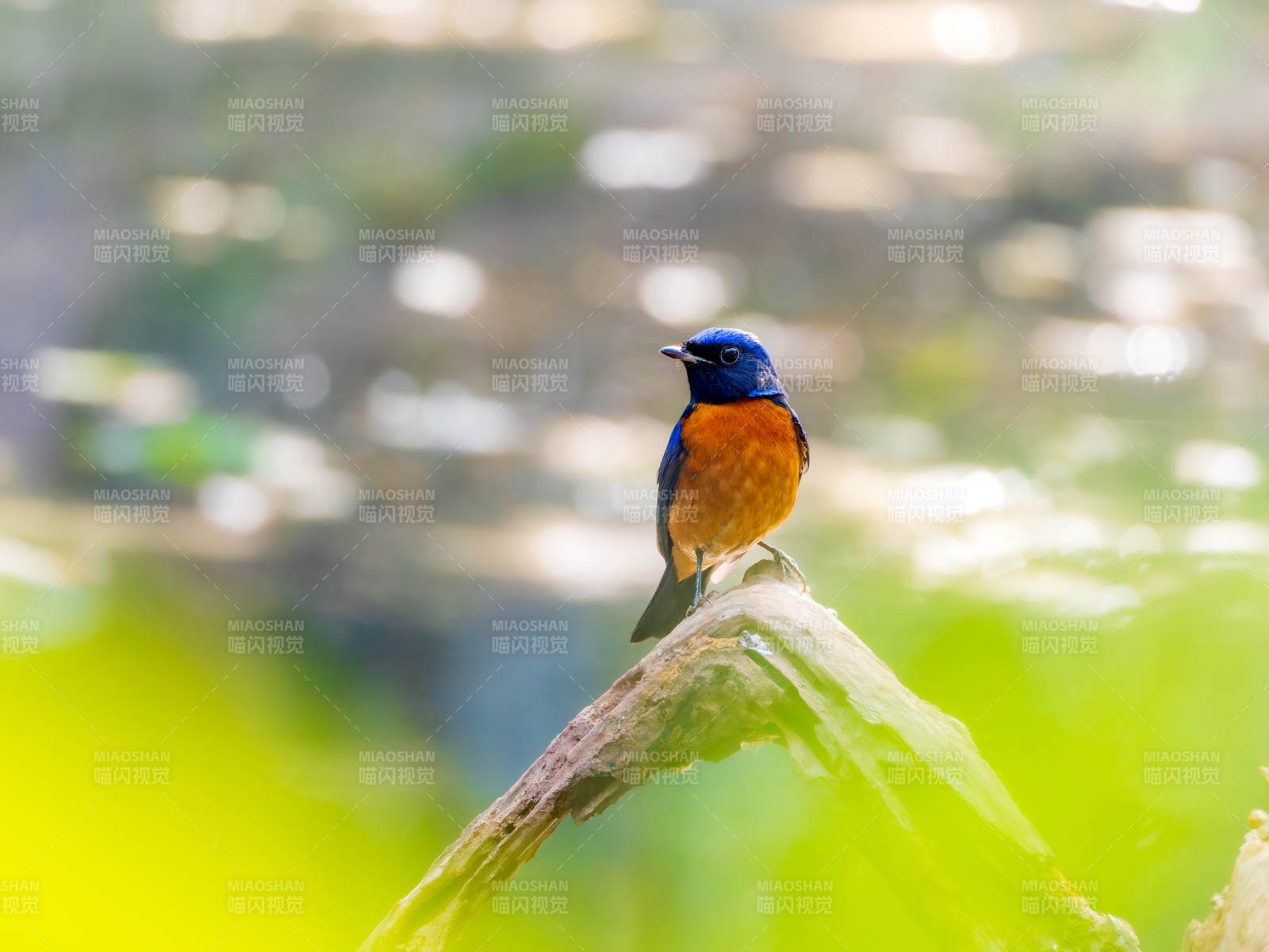 棕腹大仙鹟栖枝头图片