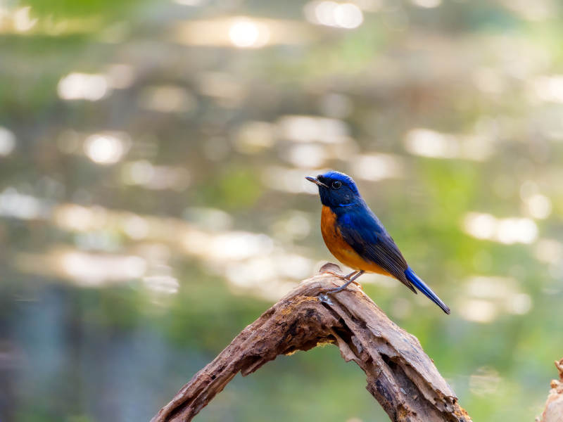 棕腹大仙鹟图片