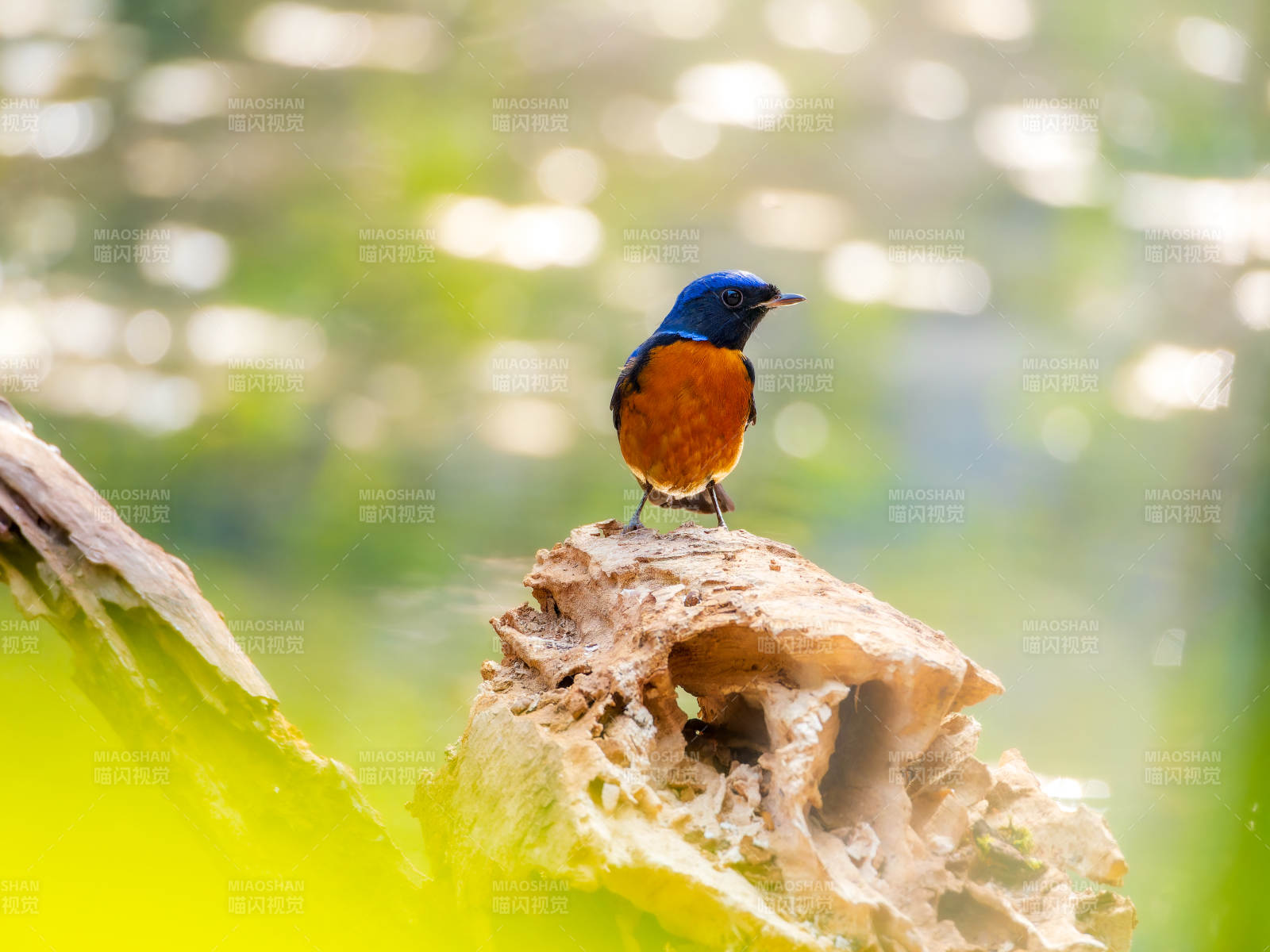 棕腹大仙鹟栖枝图片