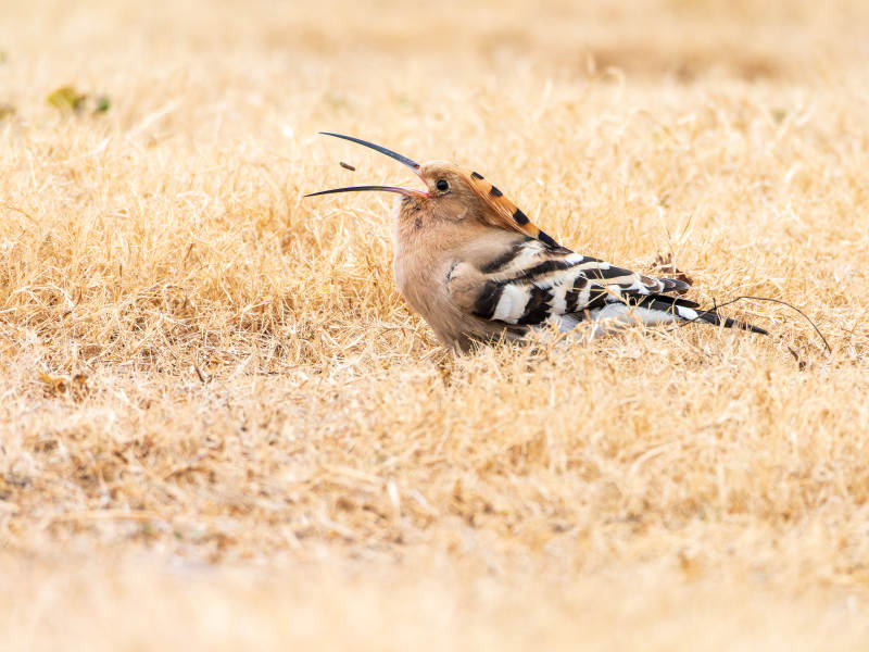 戴胜鸟栖息草丛图片