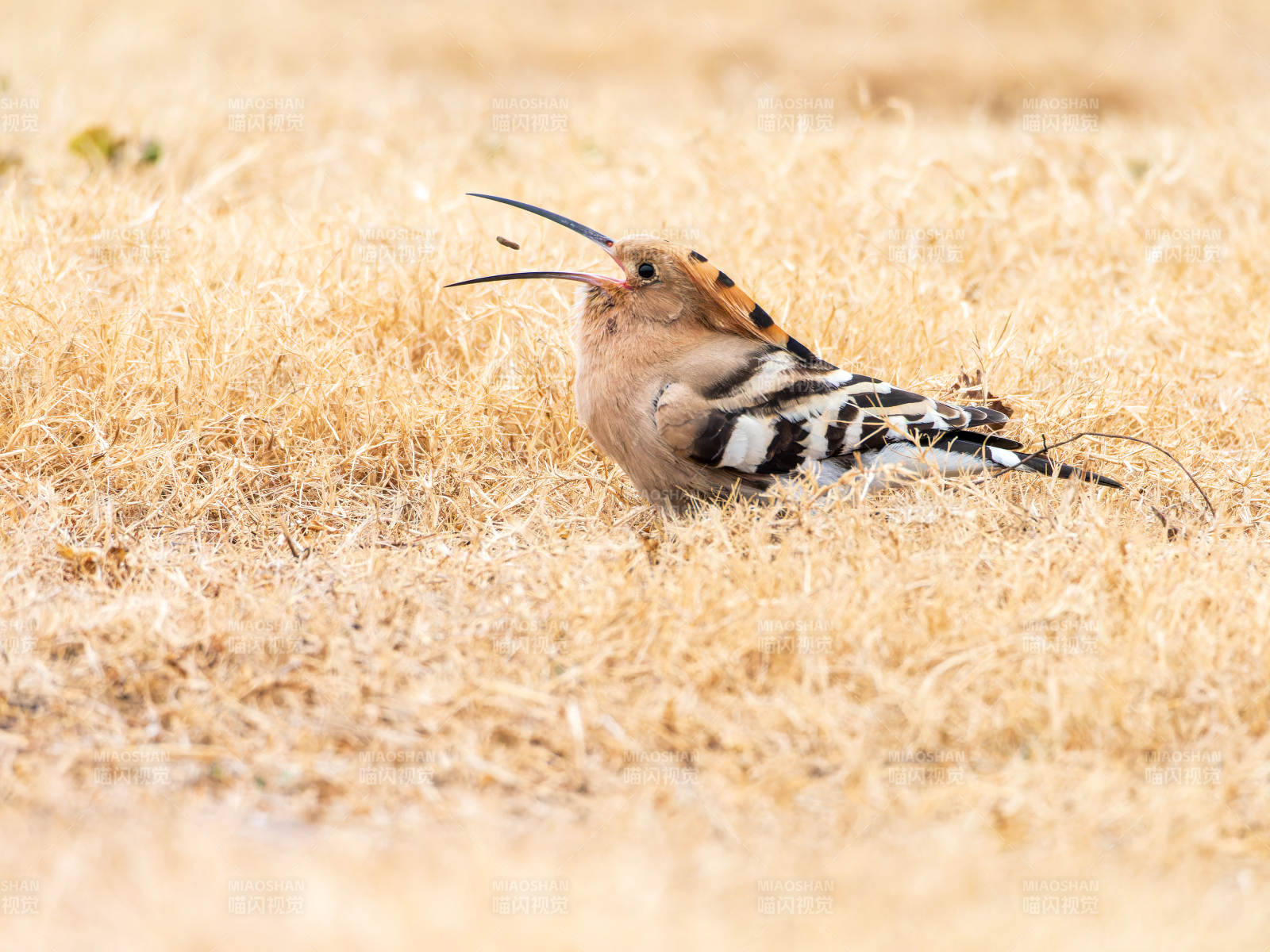 戴胜鸟栖息草丛图片