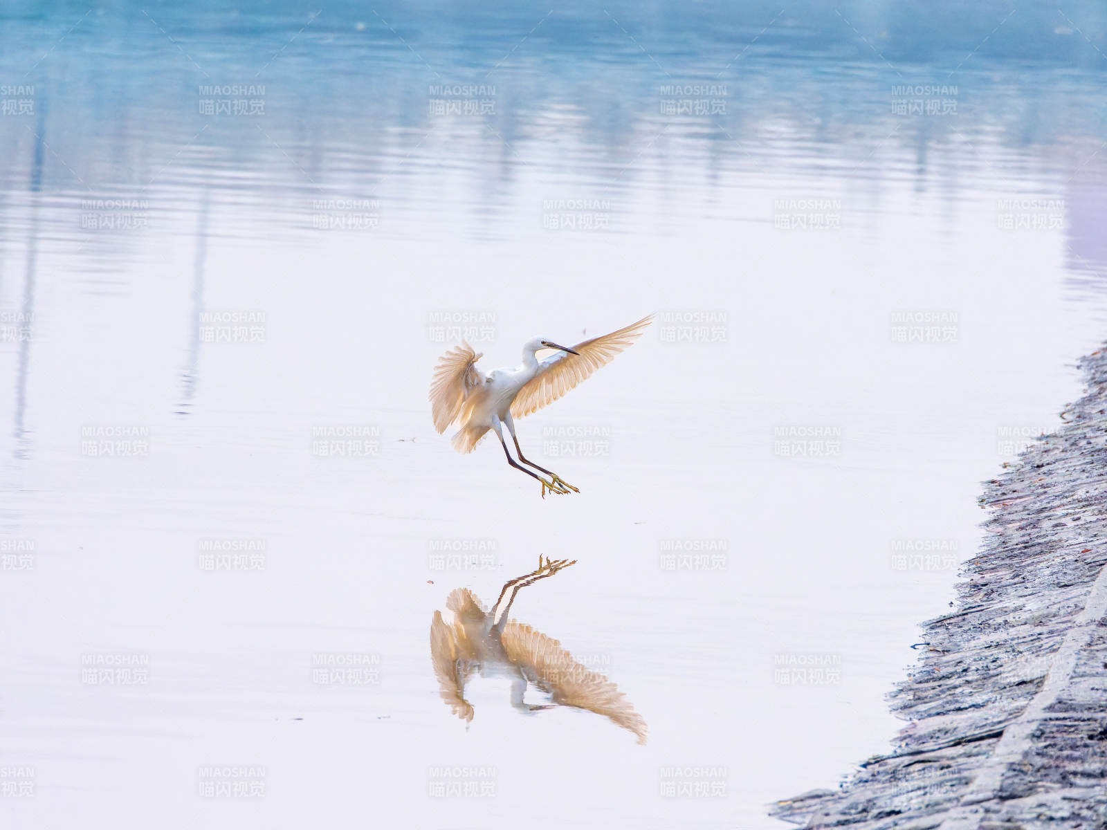 白鹭掠水飞翔图片