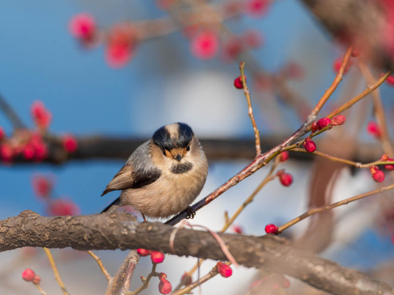 梅花与银喉长尾山雀图片